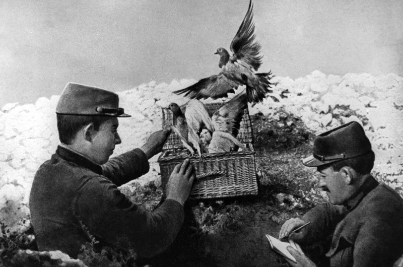 Soldiers handling carrier pigeons