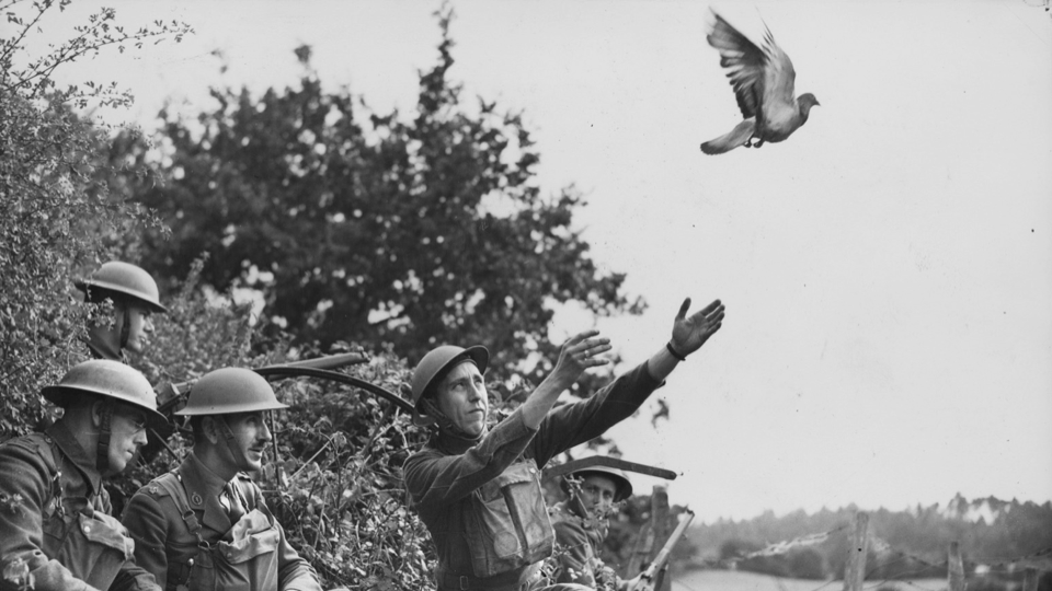 Soldier releasing carrier pigeon